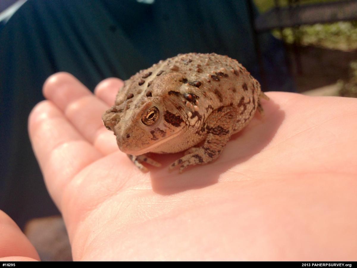 Eastern American Toad