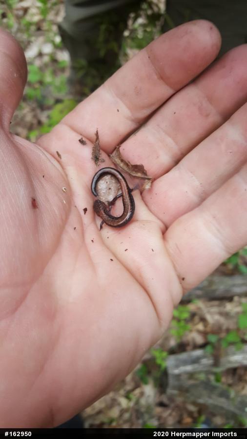 Eastern Red-backed  Salamander