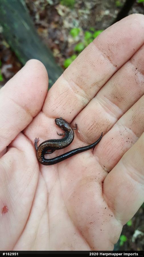 Eastern Red-backed  Salamander