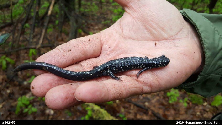 Northern Slimy Salamander