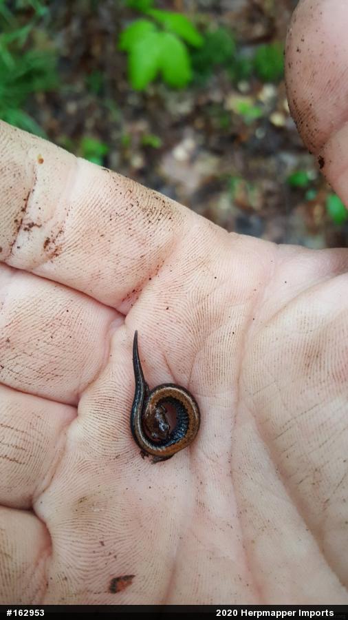 Eastern Red-backed  Salamander