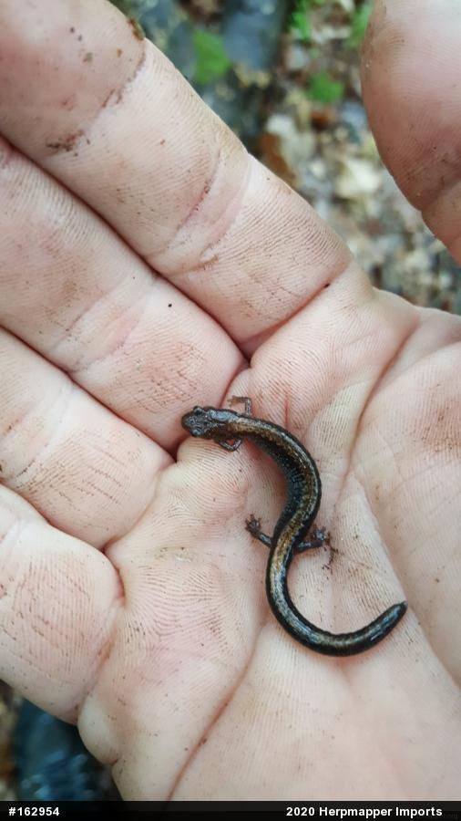 Eastern Red-backed  Salamander