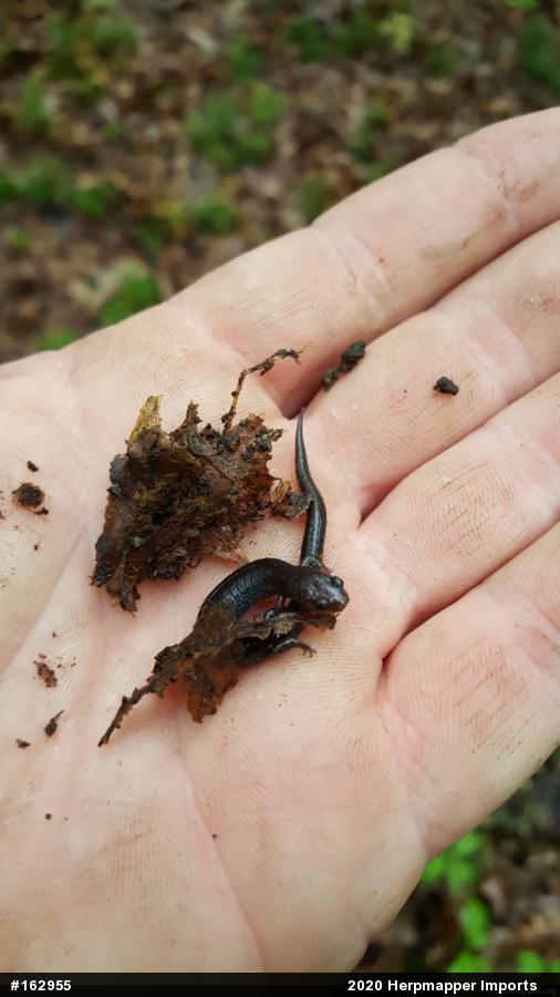 Woodland Salamanders