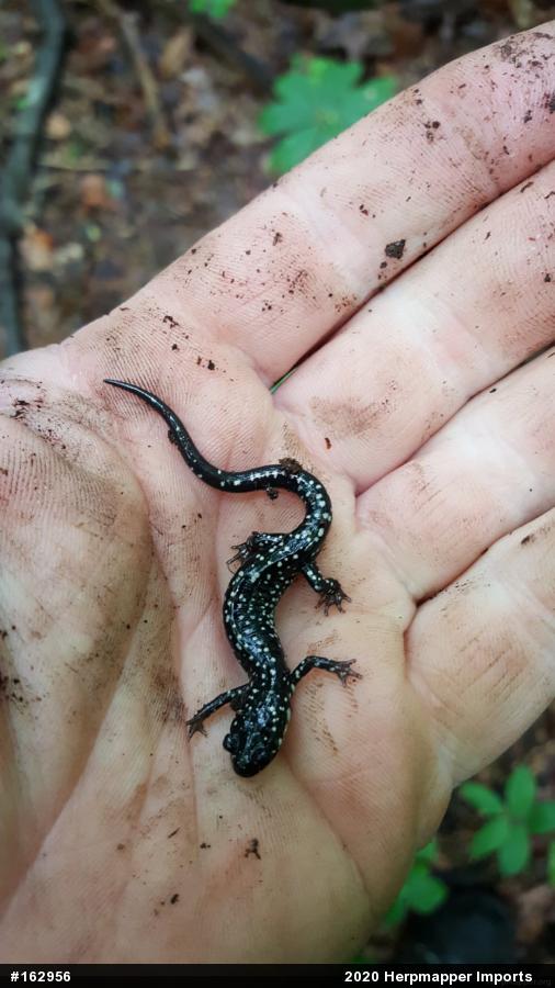 Northern Slimy Salamander