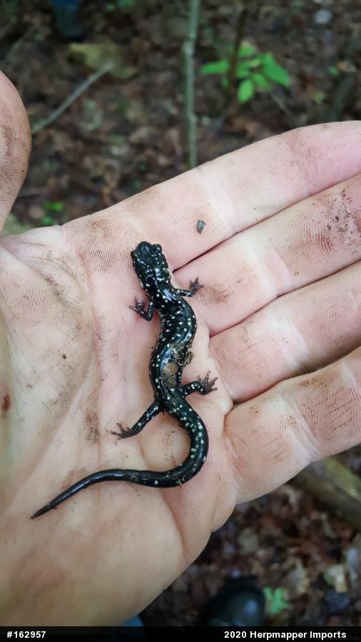 Northern Slimy Salamander
