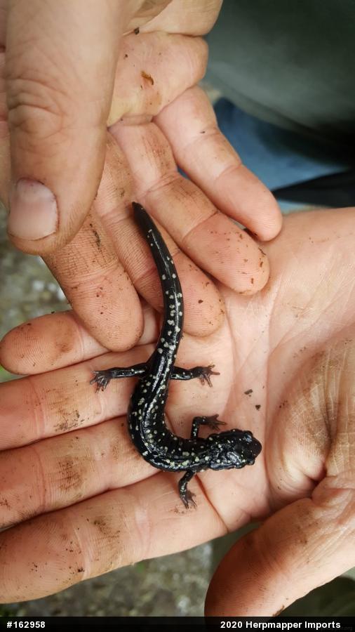 Northern Slimy Salamander