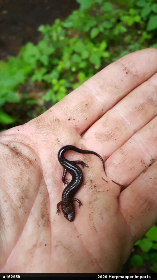 Allegheny Mountain Dusky Salamander