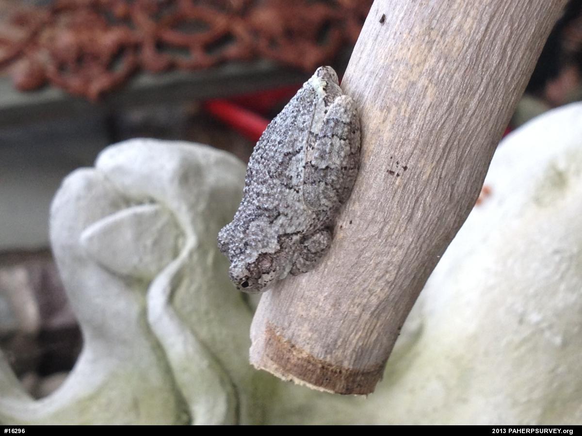 Gray Treefrog