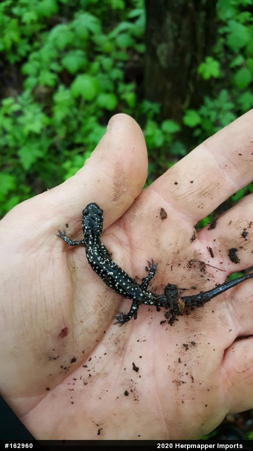 Northern Slimy Salamander