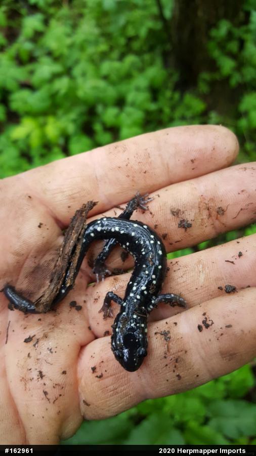 Northern Slimy Salamander