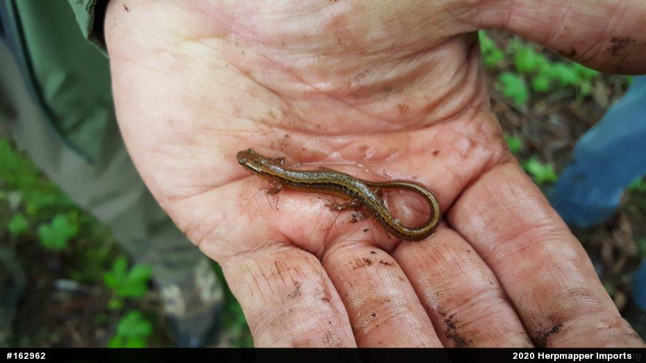 Northern Two-lined Salamander