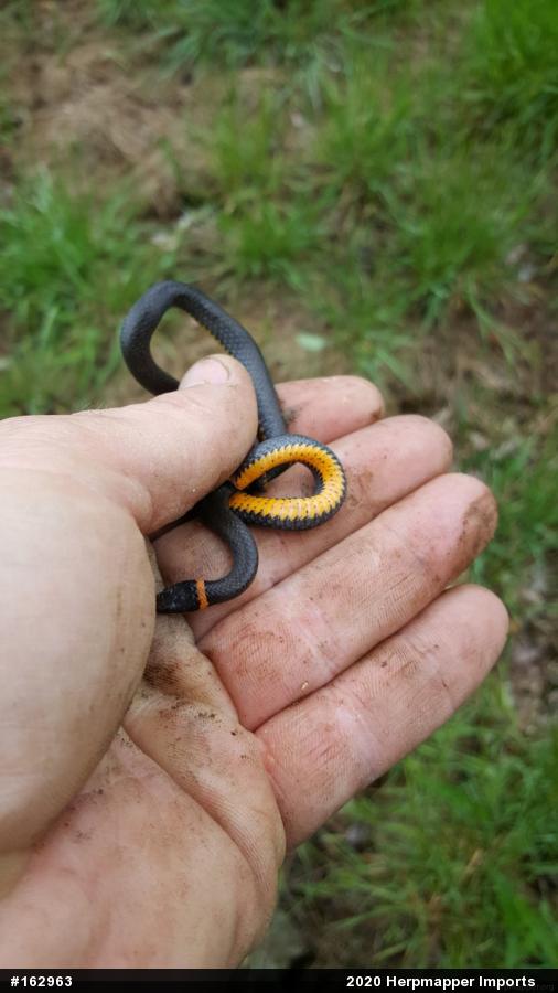 Northern Ring-necked Snake