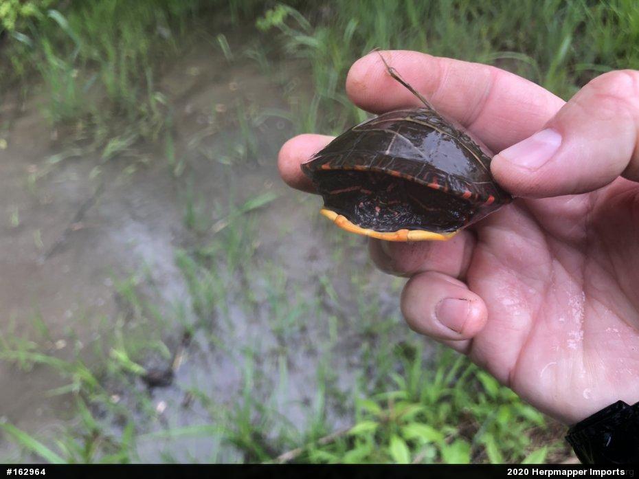 Painted Turtle