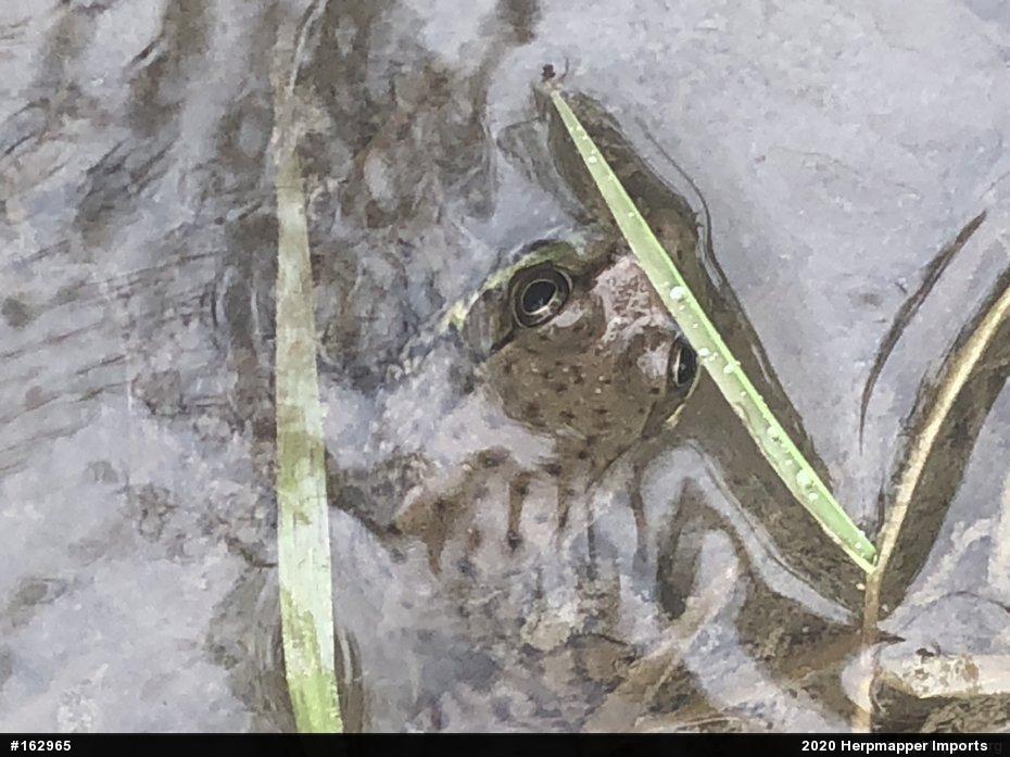 Green Frog