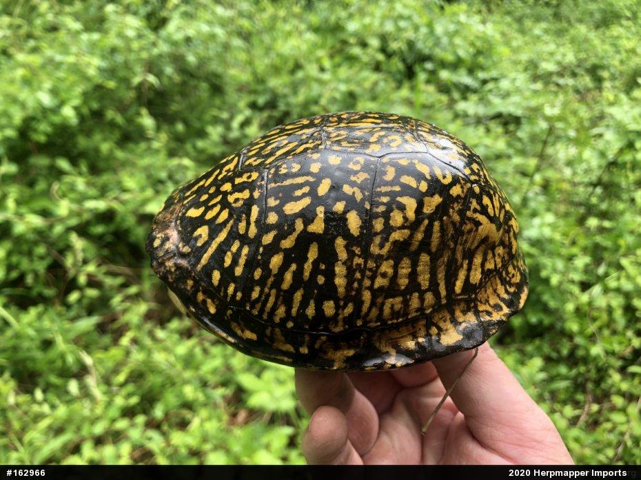 Eastern Box Turtle