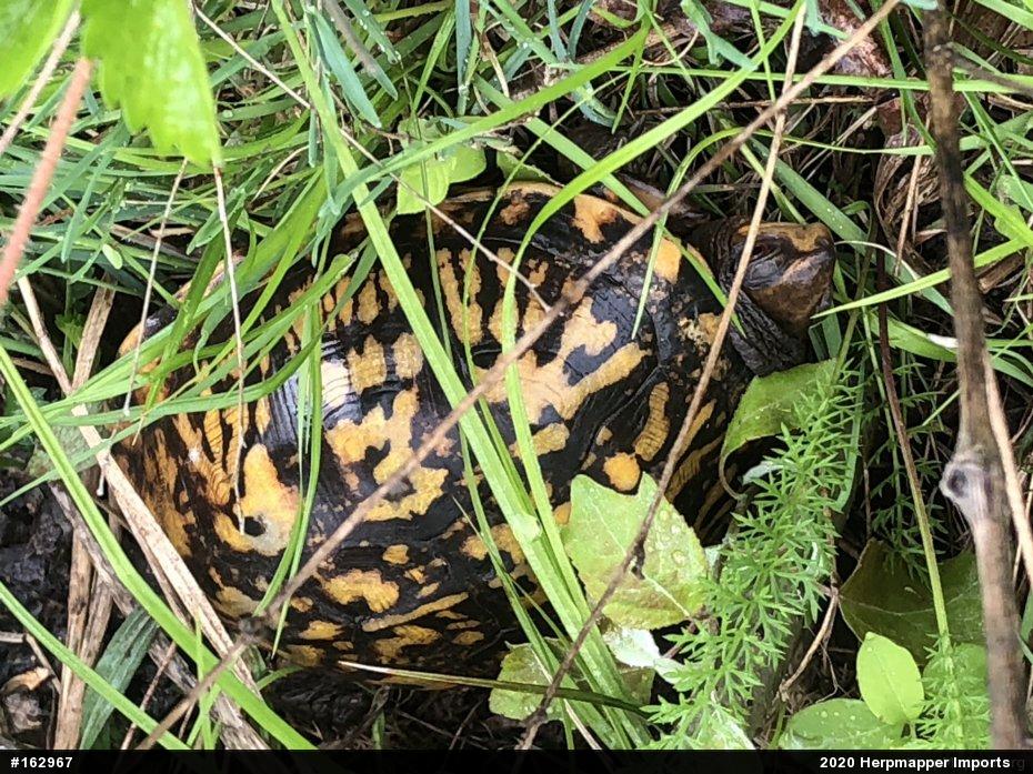 Eastern Box Turtle