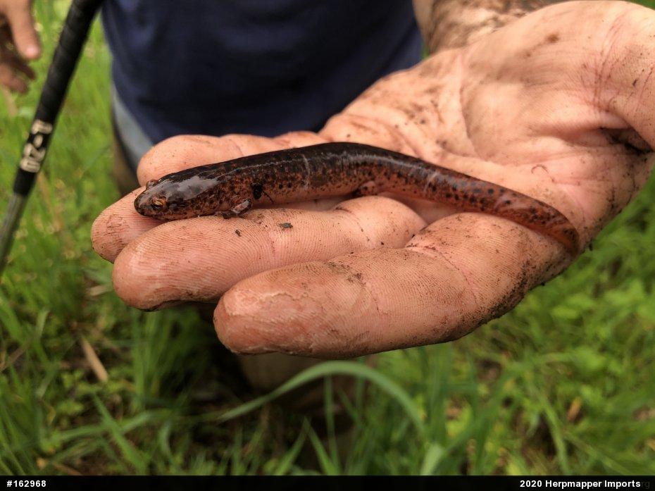 Northern Red Salamander