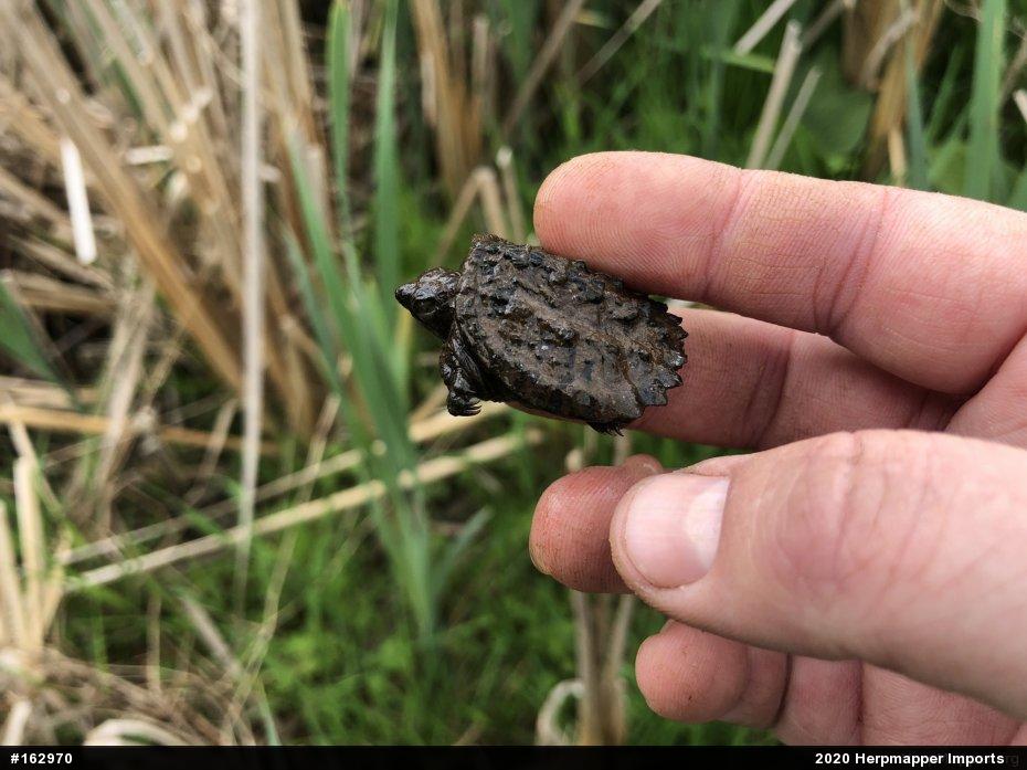 Snapping Turtle