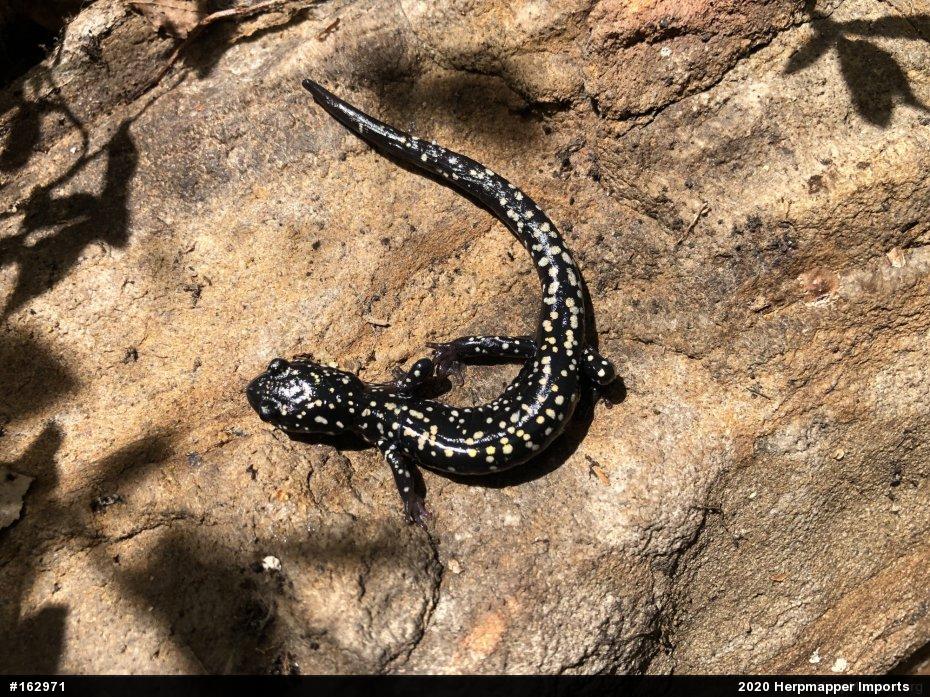 Northern Slimy Salamander