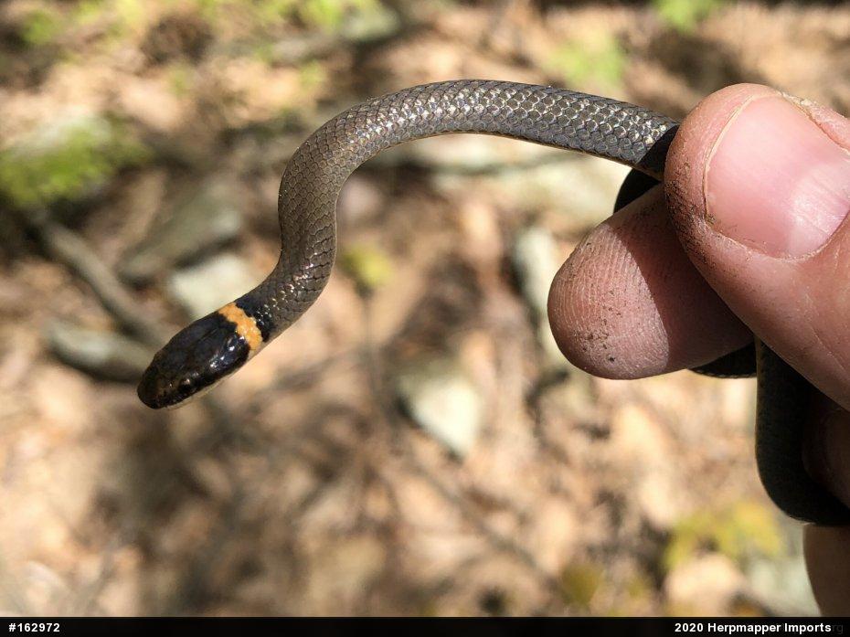 Northern Ring-necked Snake