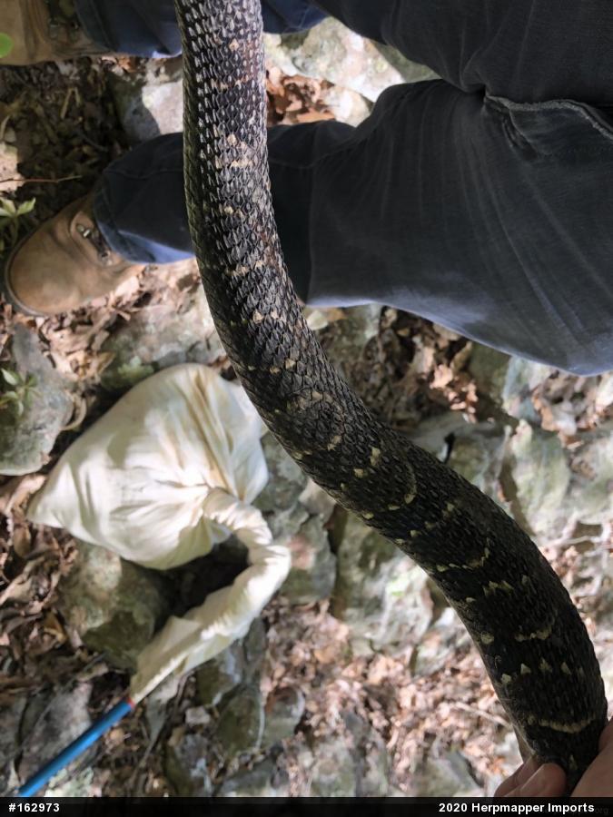 Timber Rattlesnake