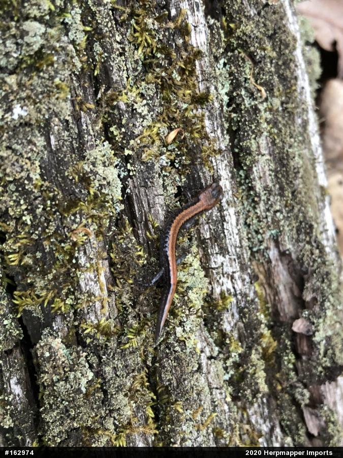 Eastern Red-backed  Salamander