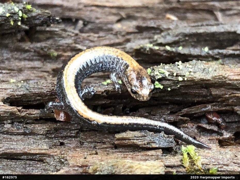 Eastern Red-backed  Salamander