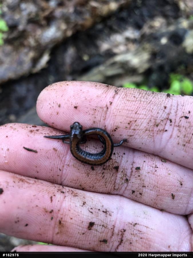 Eastern Red-backed  Salamander