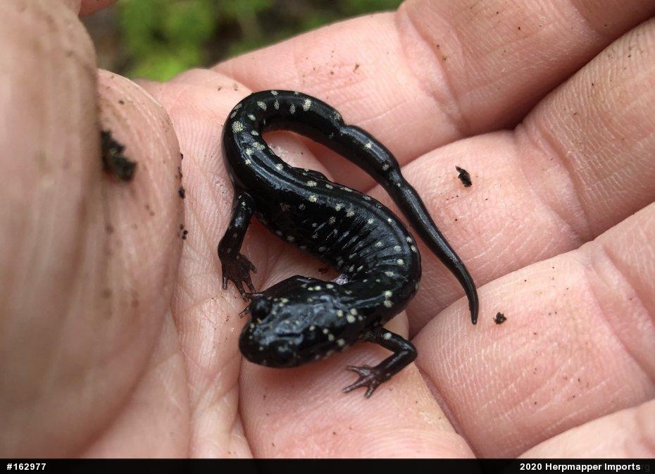 Northern Slimy Salamander