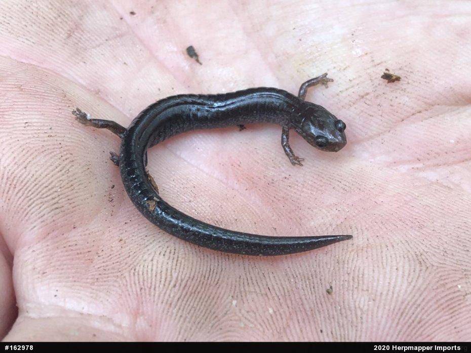 Eastern Red-backed  Salamander