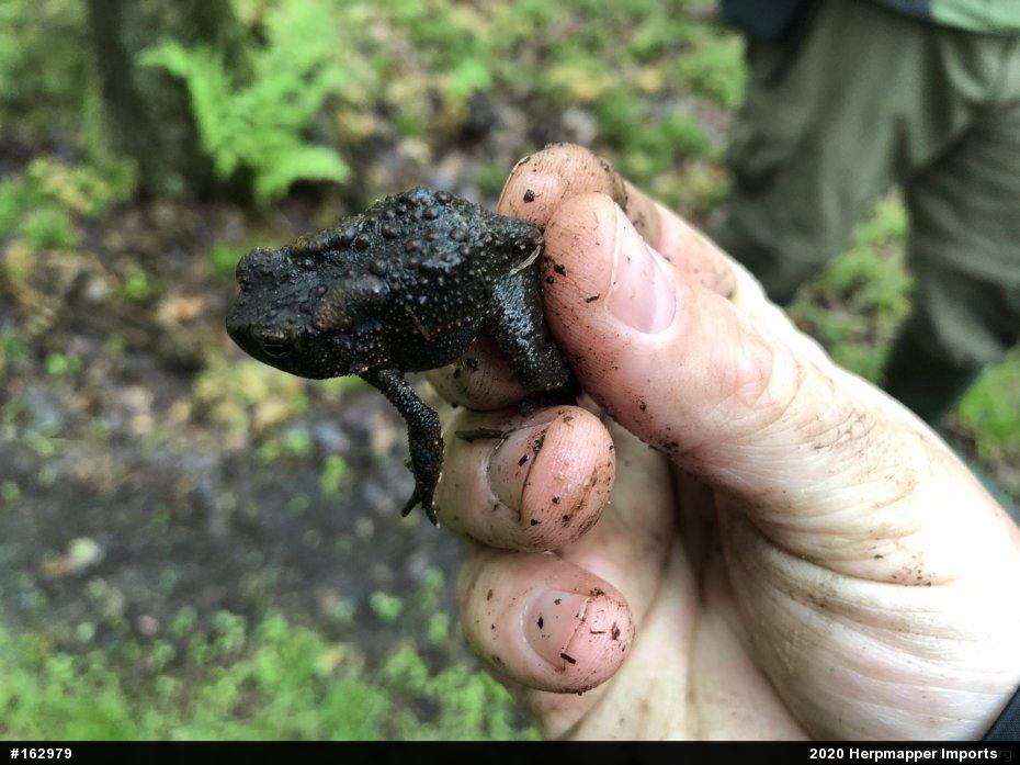Eastern American Toad