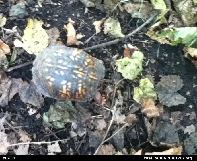 Eastern Box Turtle