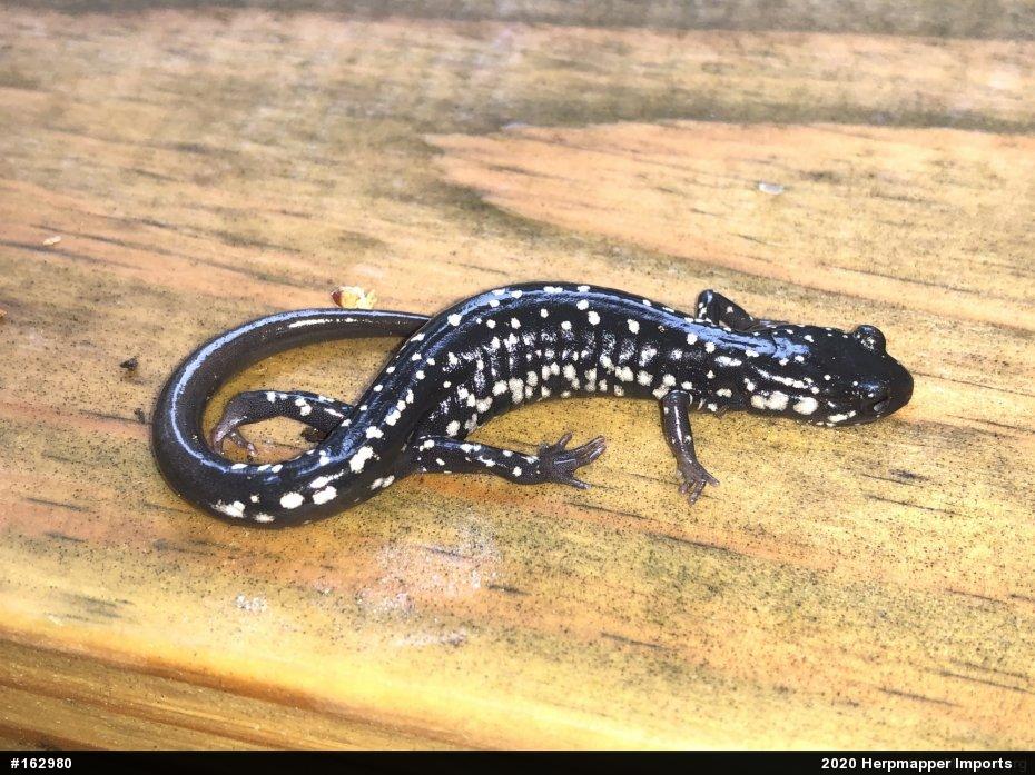 Northern Slimy Salamander