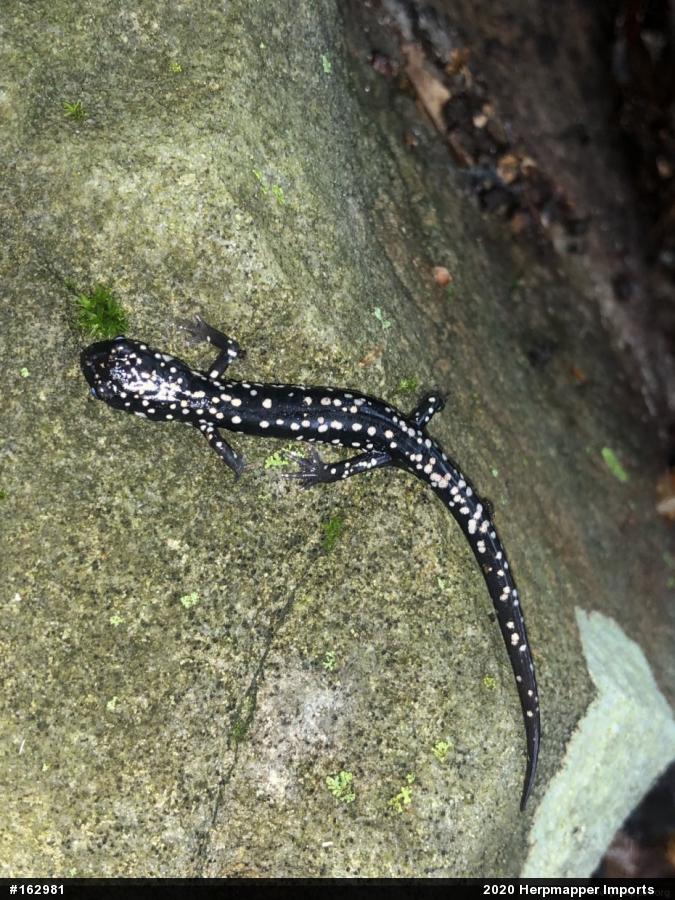 Northern Slimy Salamander