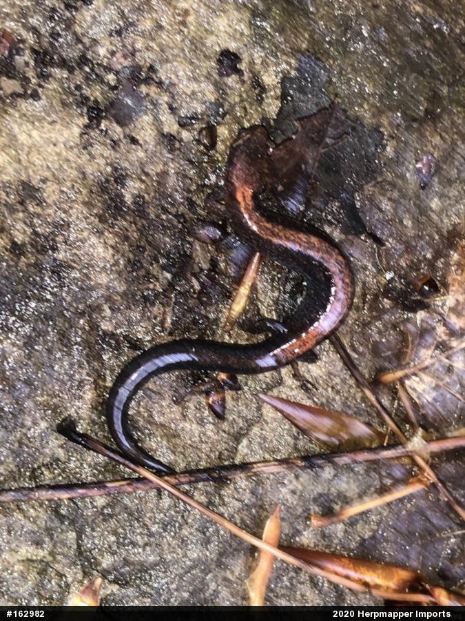 Eastern Red-backed  Salamander