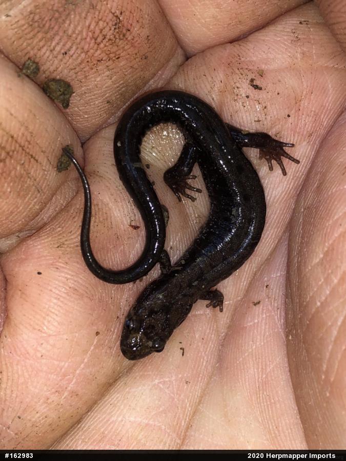 Allegheny Mountain Dusky Salamander