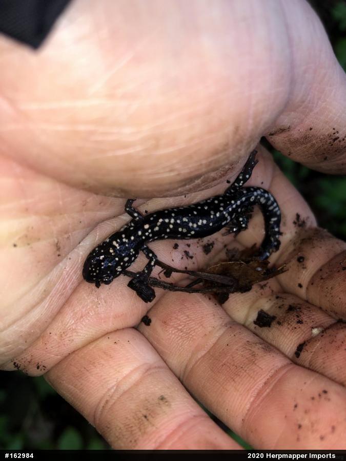 Northern Slimy Salamander