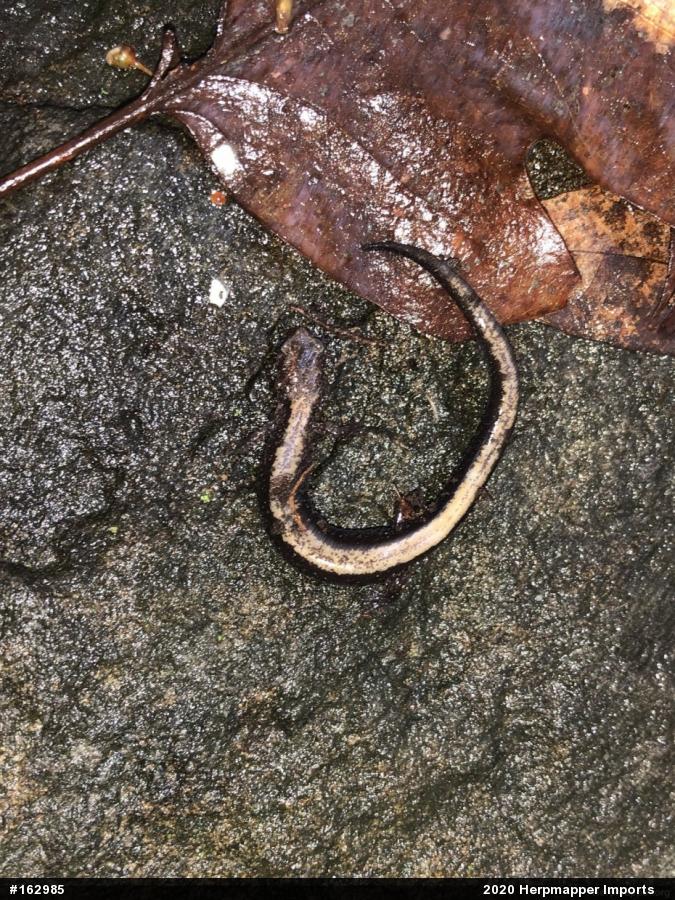 Eastern Red-backed  Salamander
