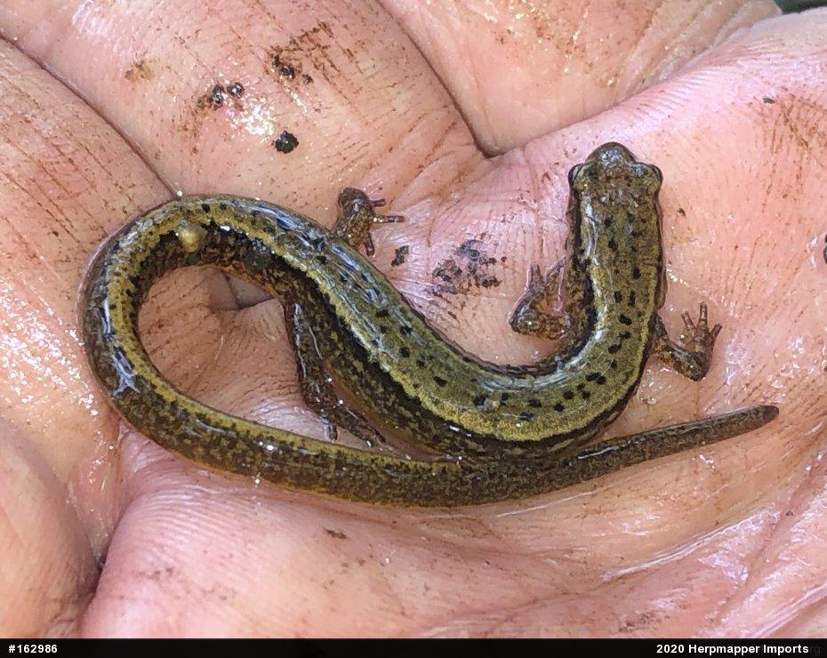 Northern Two-lined Salamander