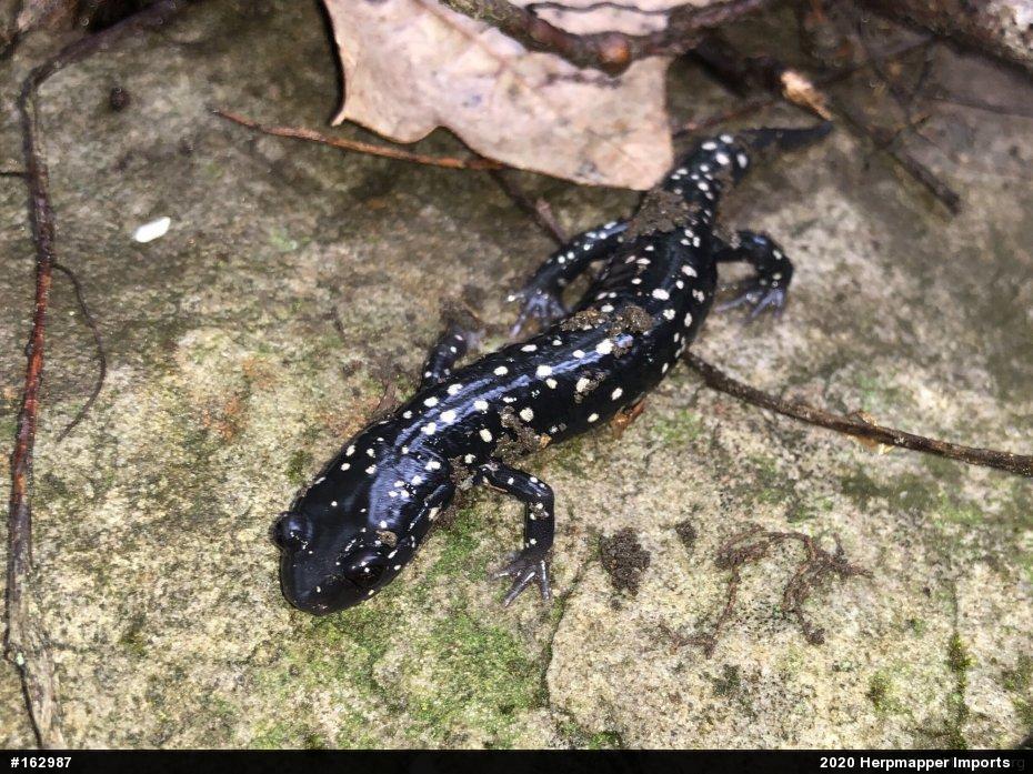 Northern Slimy Salamander
