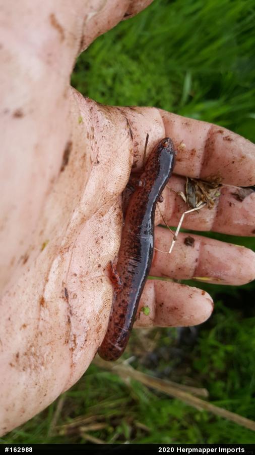 Northern Red Salamander