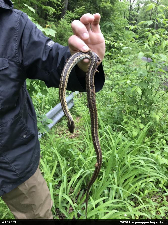 Eastern Gartersnake