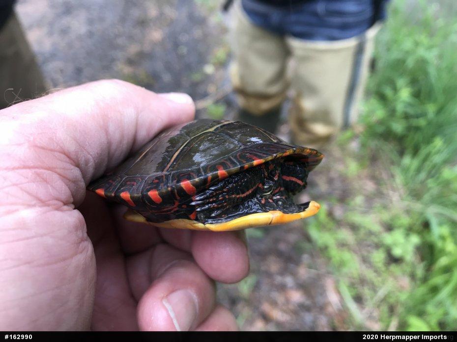 Eastern Painted Turtle
