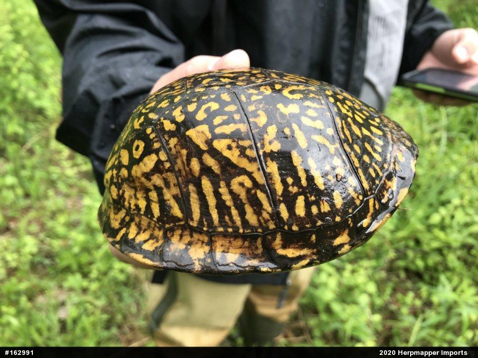 Eastern Box Turtle