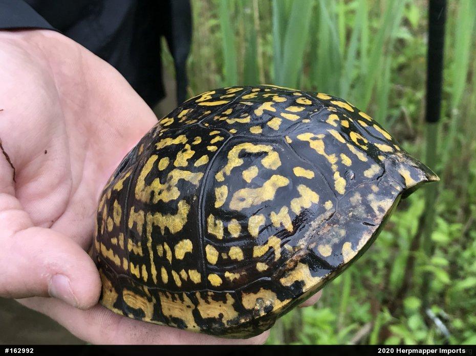 Eastern Box Turtle