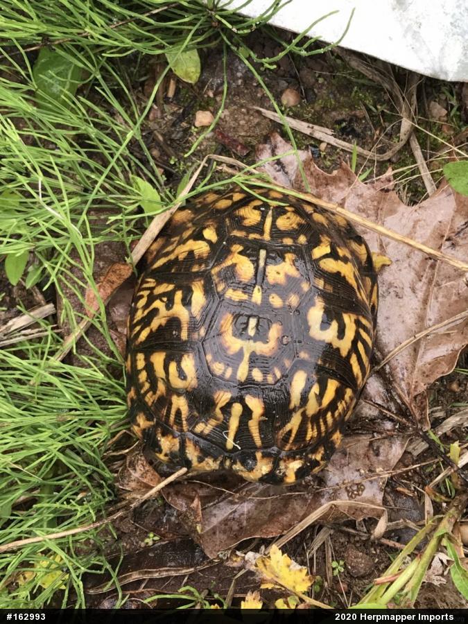 Eastern Box Turtle