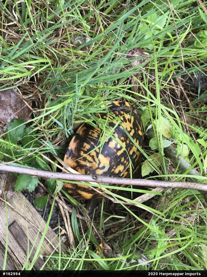 Eastern Box Turtle
