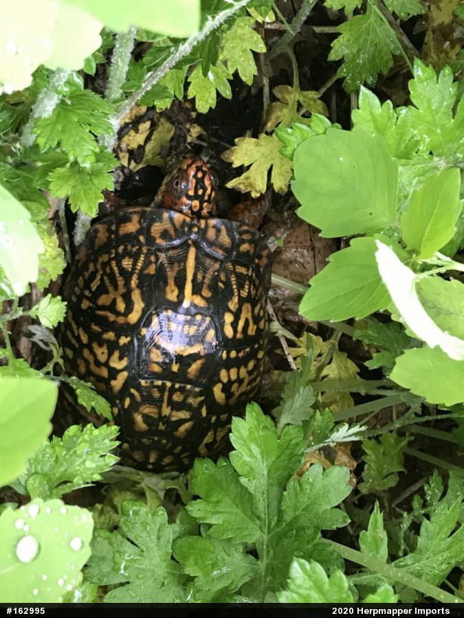 Eastern Box Turtle