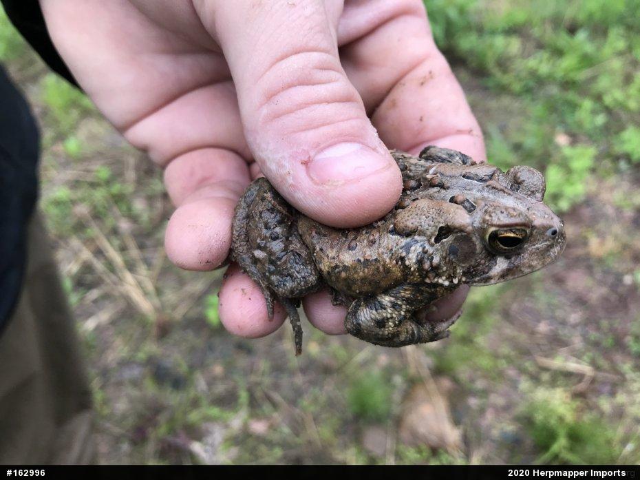 Eastern American Toad