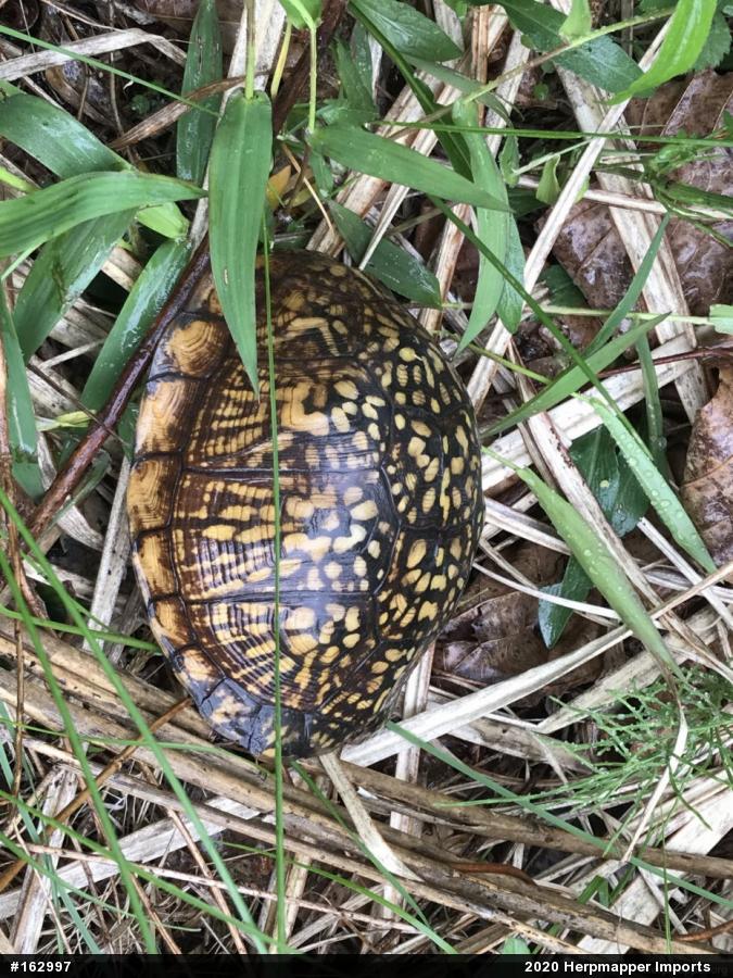 Eastern Box Turtle